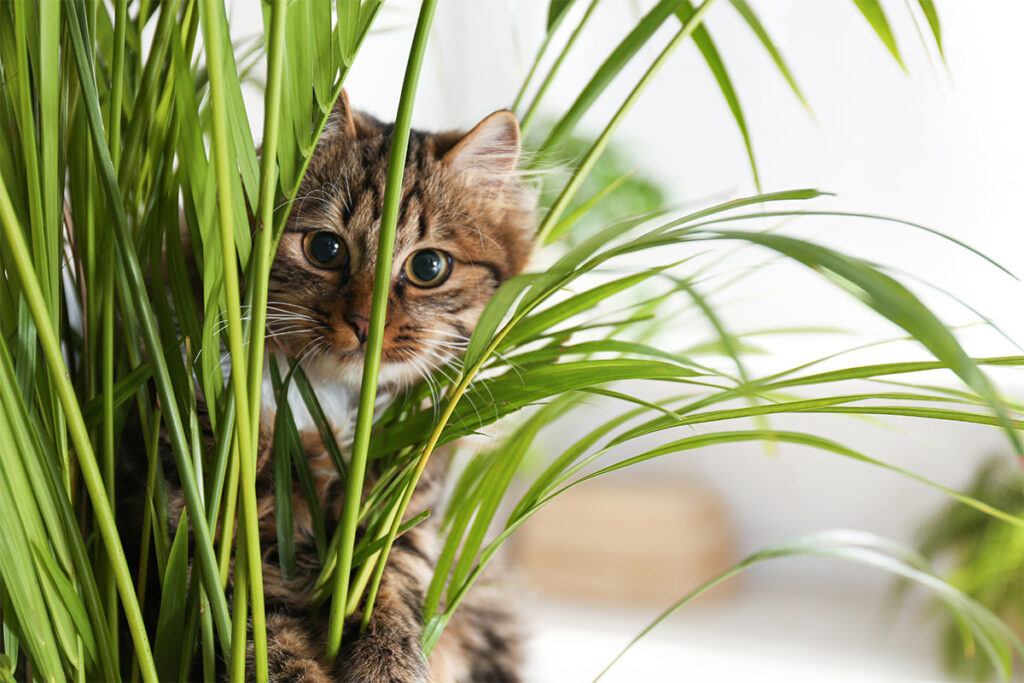 Gå glip af smal invadere Pas på din kats “plante-diæt” | FAUNAKRAM Pet Food
